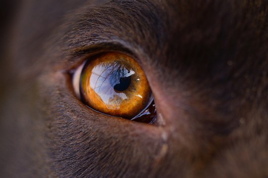 Keep an eye on your dog’s eye! Dog Owner Ocular Microbiome