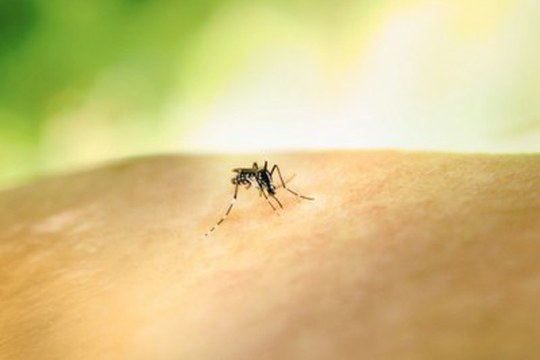 Il vaccino contro la Dengue è efficace e sicuro: la conferma della prima meta-analisi a livello mondiale