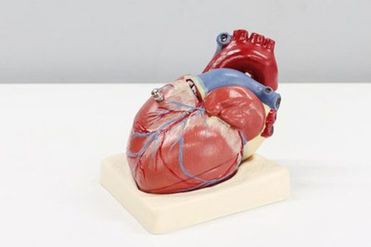 Infarto cardiaco: scoperto un ormone chiave per riparare il cuore